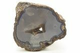 Polished Agate Replaced Petrified Wood Limb Cast - Oregon #333027-2